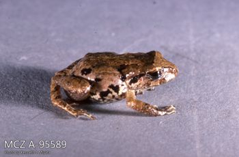 Media type: image;   Herpetology A-95589 Description: Photo of animal in life, taken in the field by Dr. Kenneth Ichiro Miyata. A slide of the photo was scanned in 2012 by Melissa Wooley.;  Aspect: lateral